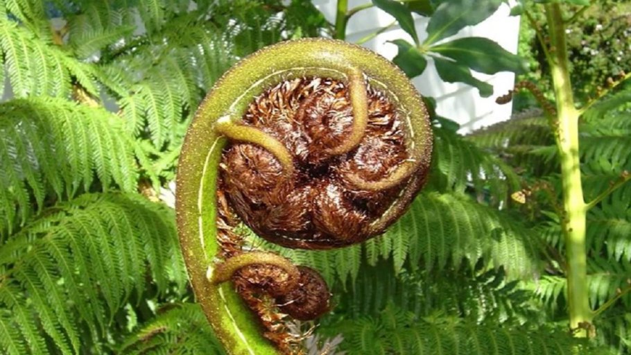 Цветение папоротника