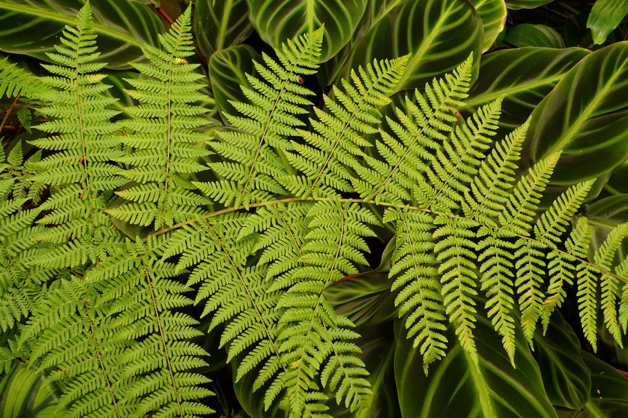 Папараць кветка