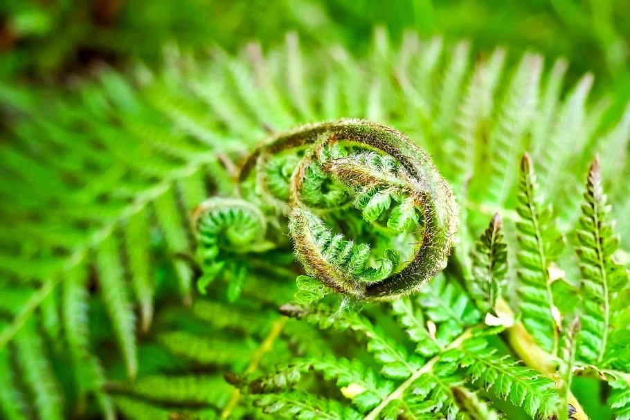 Папоротник Дальневосточный