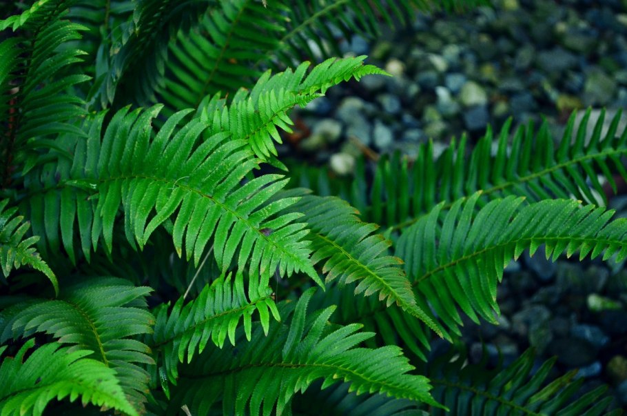 Яванский папоротник
