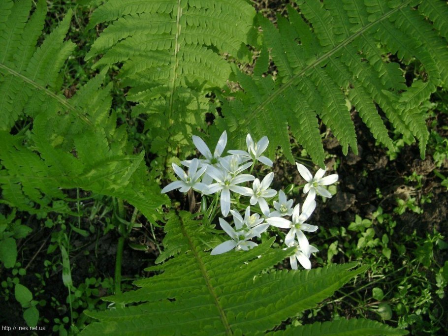 Цветение папоротника на Ивана Купала