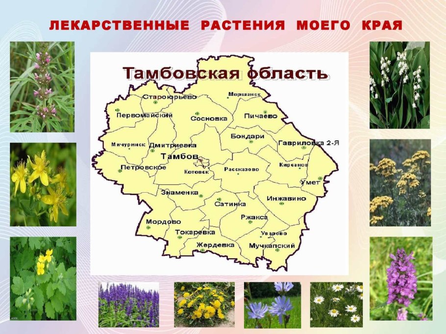 Горец змеиный (Polygonum bistorta `superba`)