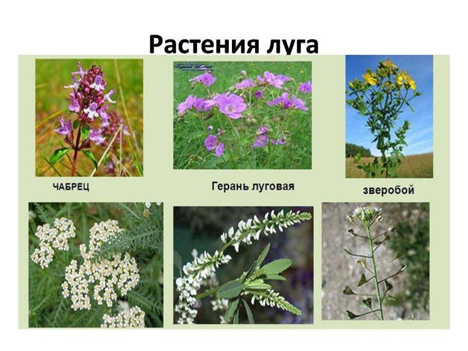 Северная Орхидея Венерин башмачок