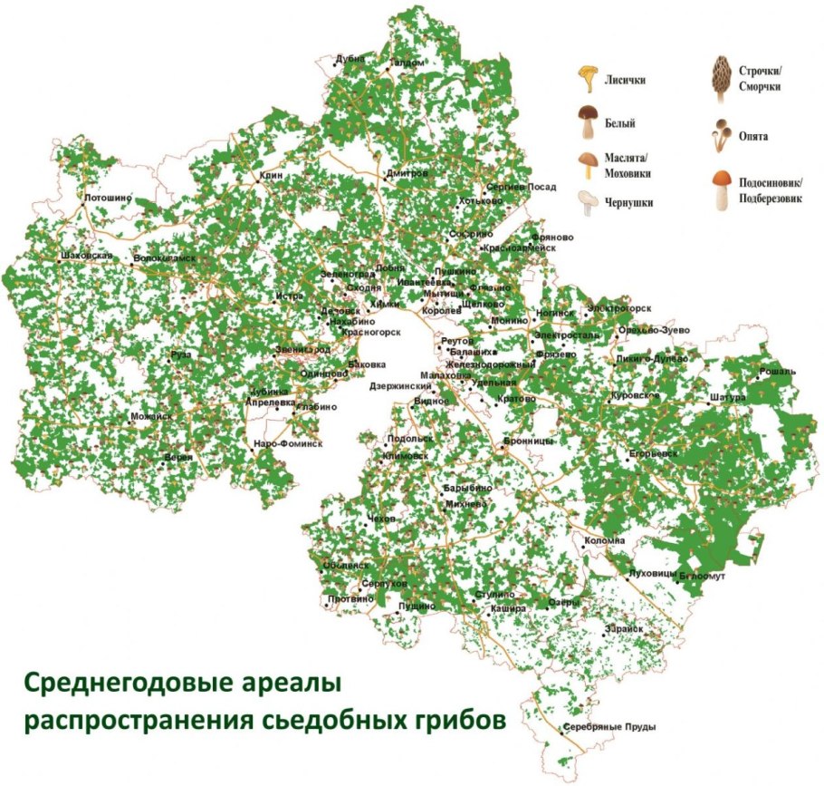 Травы в Московской области в лесу