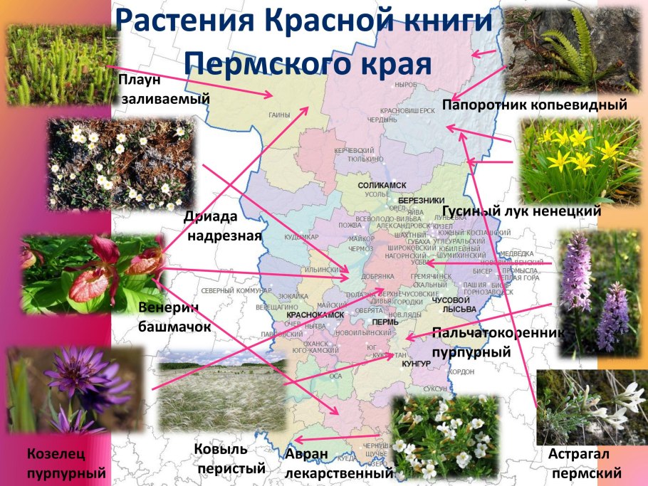 Редкие растения Ландыш Майский