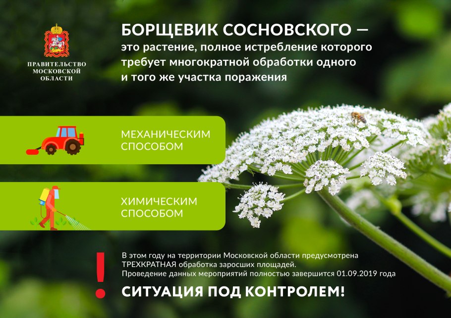 Дикорастущие растения Иван чай