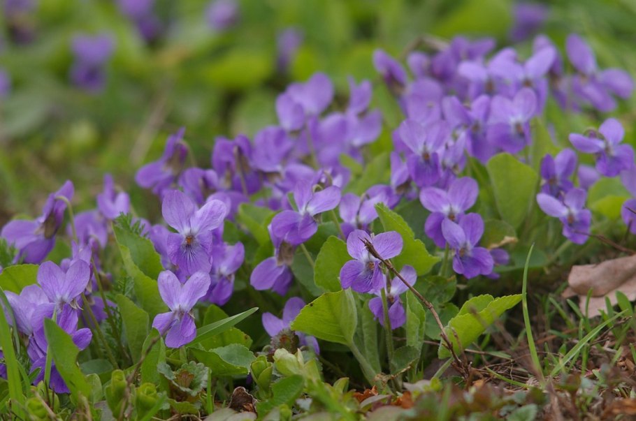 Geranium palustre цветок