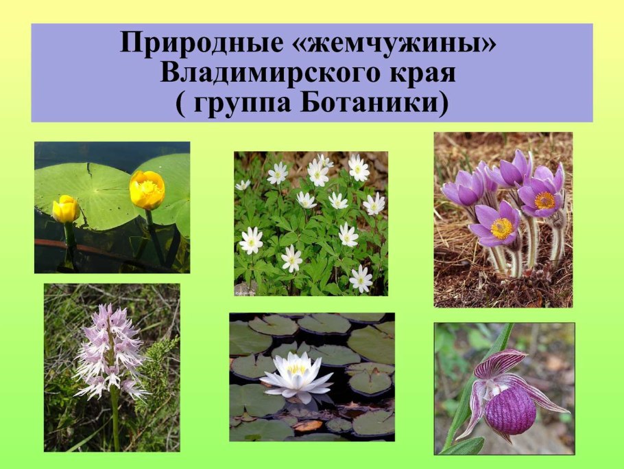 Лесные цветы Челябинской области