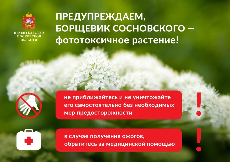 Луговая растительность Подмосковья