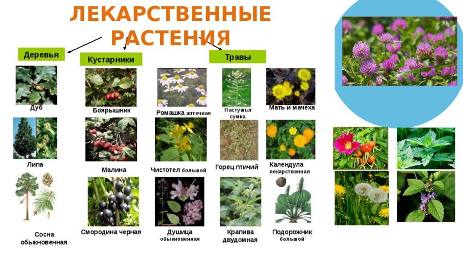 Иван чай в Ленинградской области
