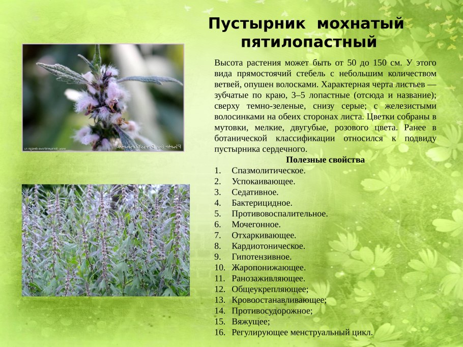 Кокушник длиннорогий