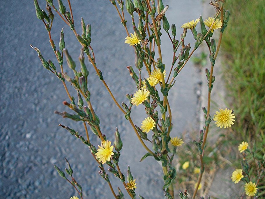 Латук Компасный (Lactuca serriola)