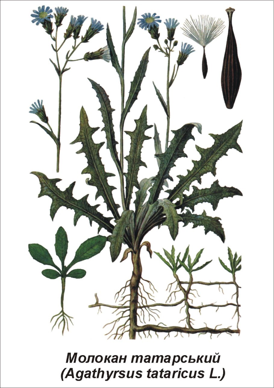 Латук молокан