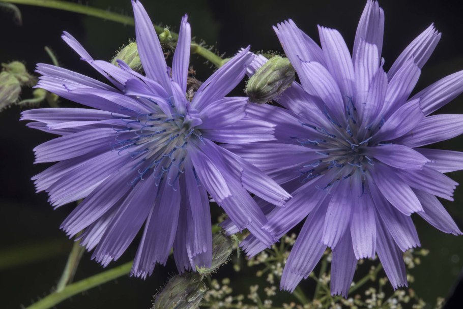 Латук Сибирский фото