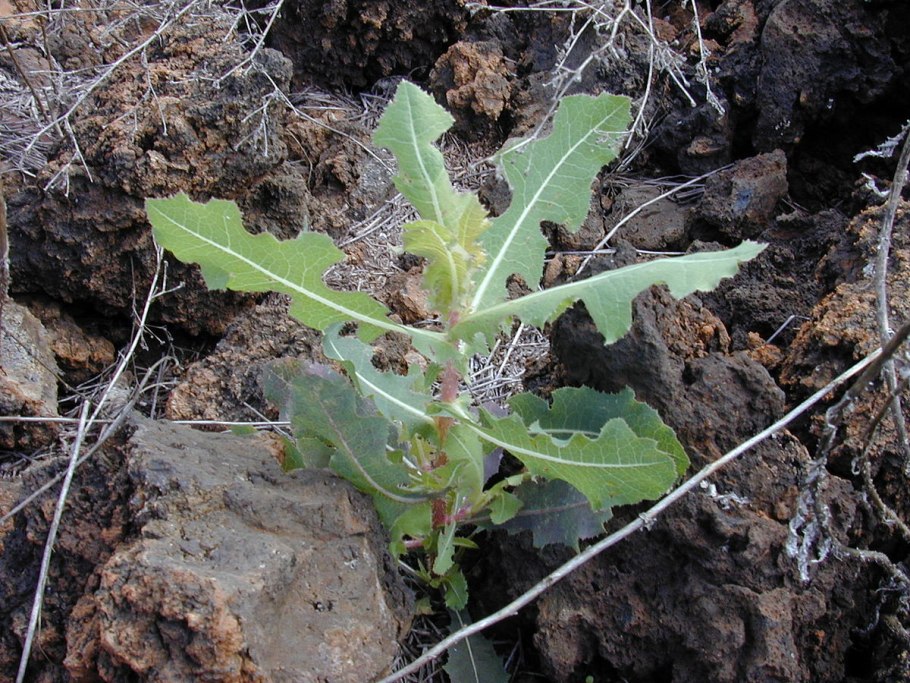 Латук дикий или цикорий