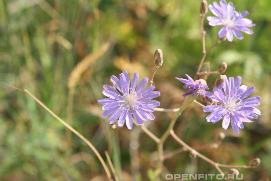 Латук цветок Сибирский