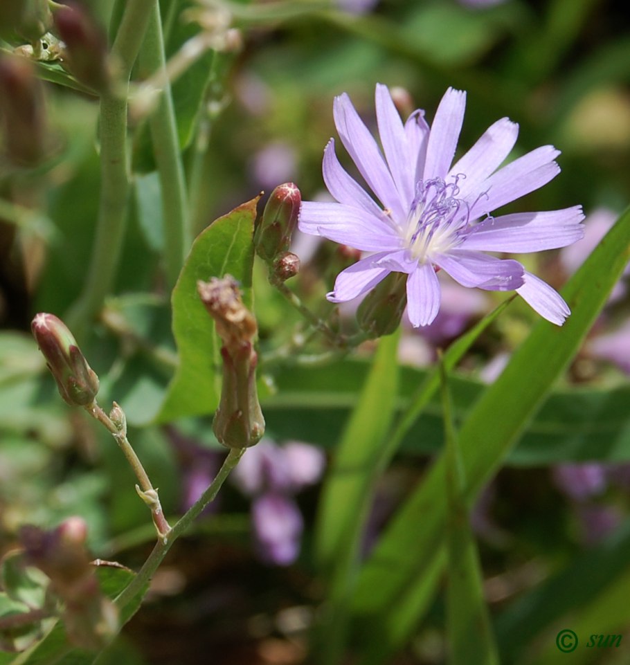 Lactuca tatarica