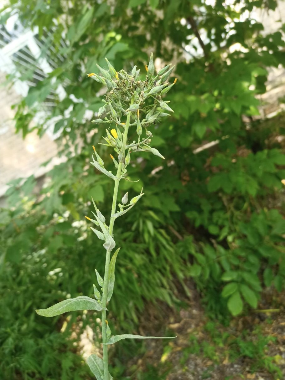 Салат латук Айсберг