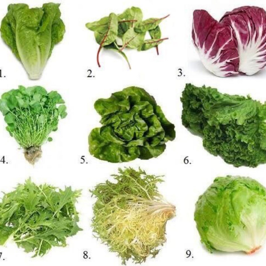 Латук молокан