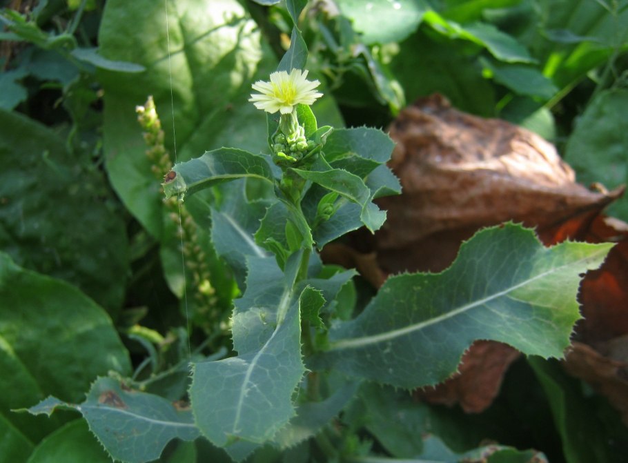 Латук Компасный (Lactuca serriola)