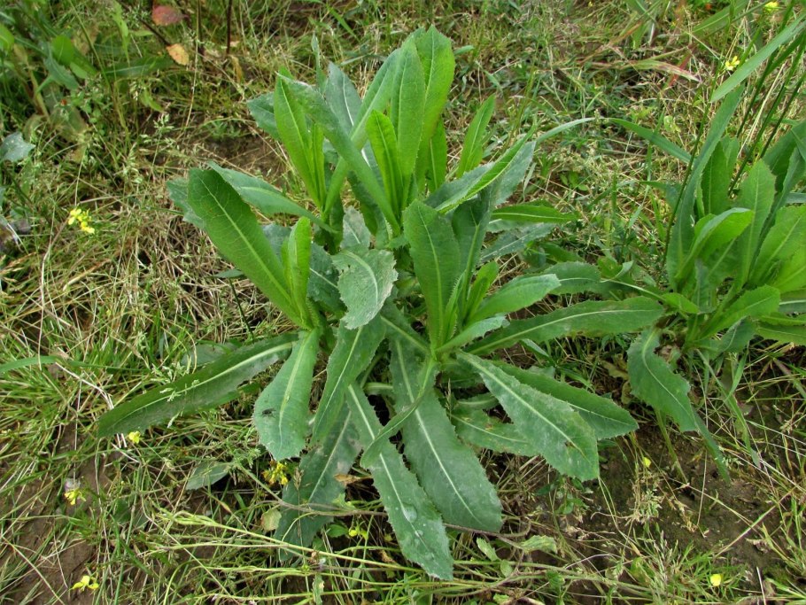 Салат Лолло Росса