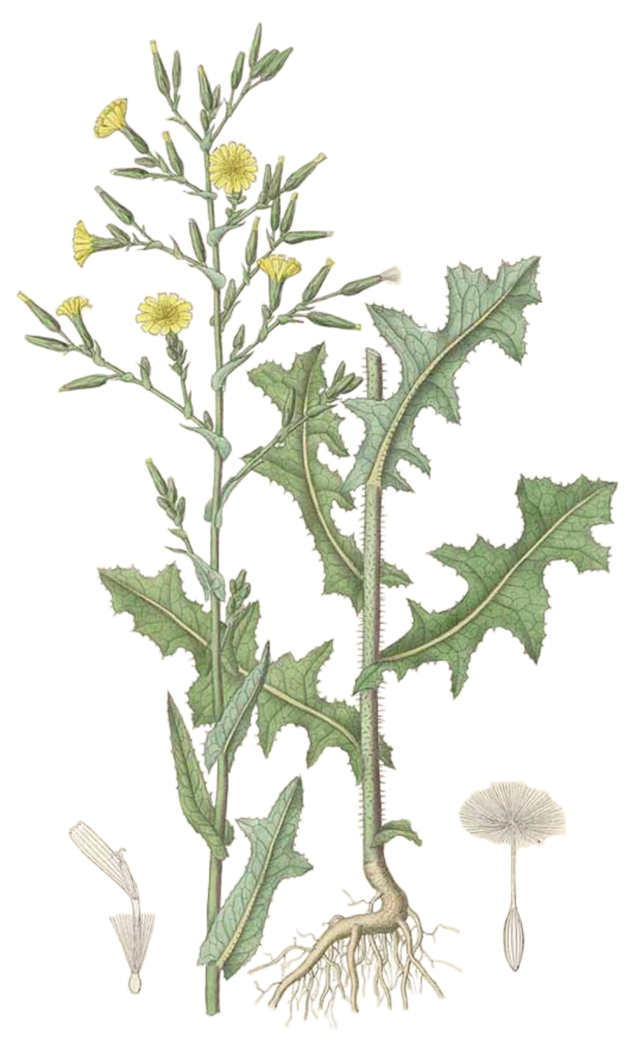 Латук Компасный