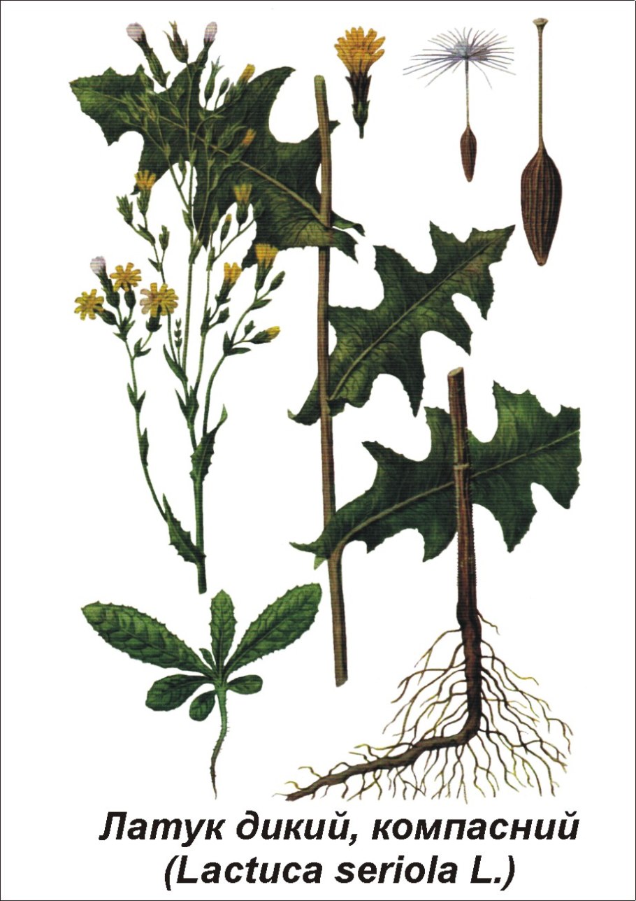 Латук огородный