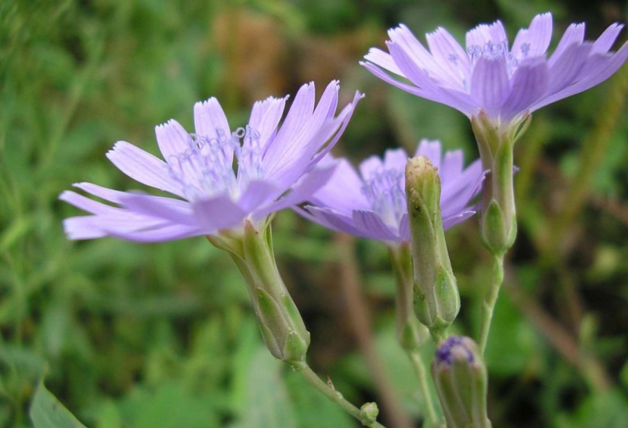 Цветет латук дикий