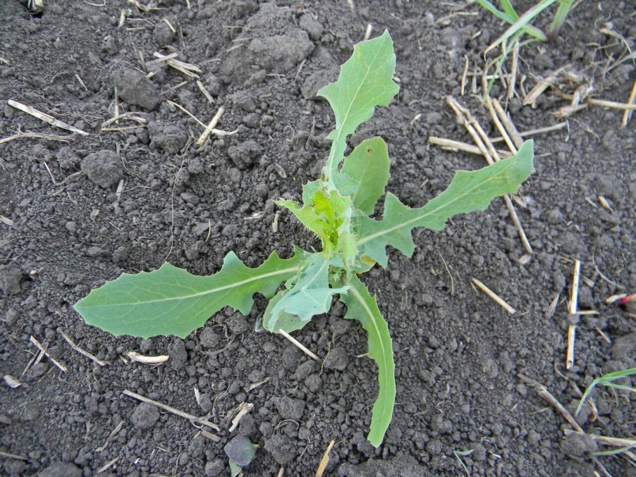 Латук Компасный (Lactuca serriola)