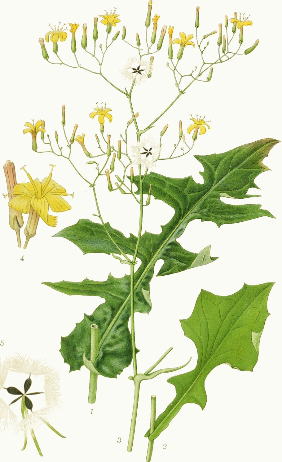 Латук Муралис