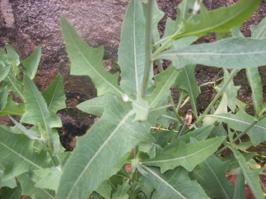 Молочай дикий латук