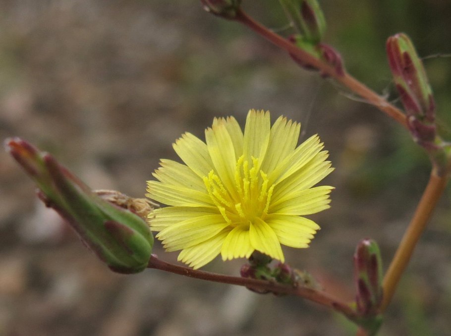 Латук дикий (Lactuca virosa)