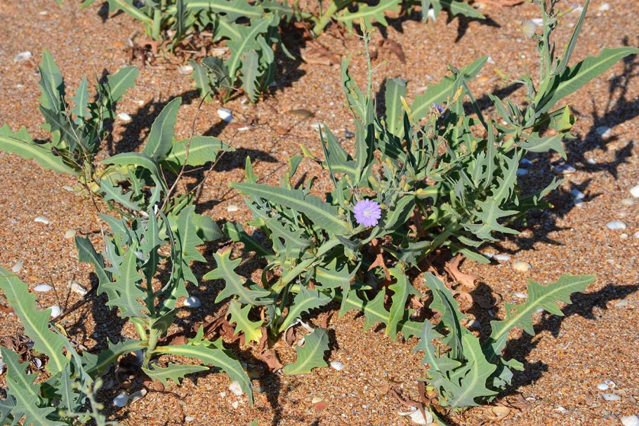 Латук цветок Сибирский