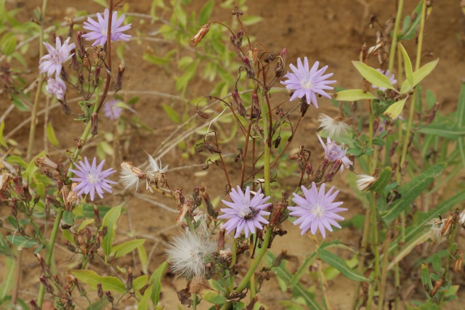 Салат Романо и Айсберг