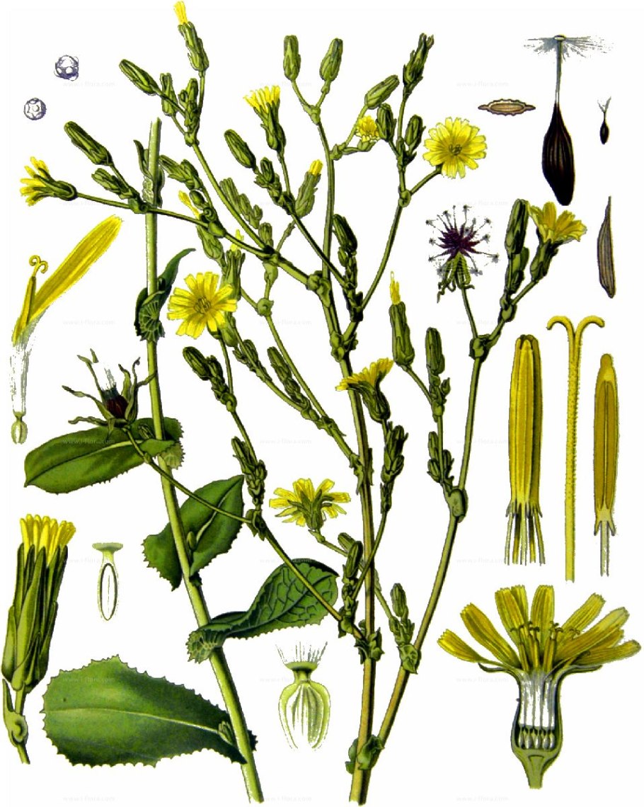 Латук дикий