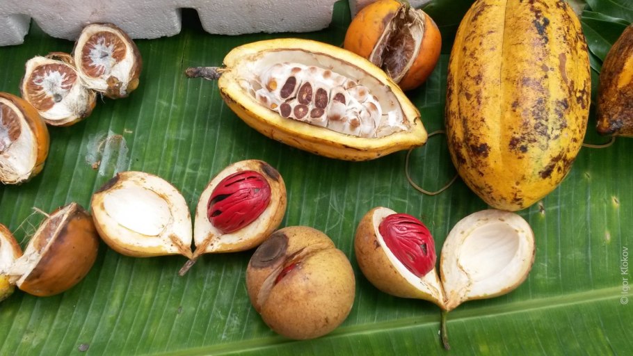 Плоды какао