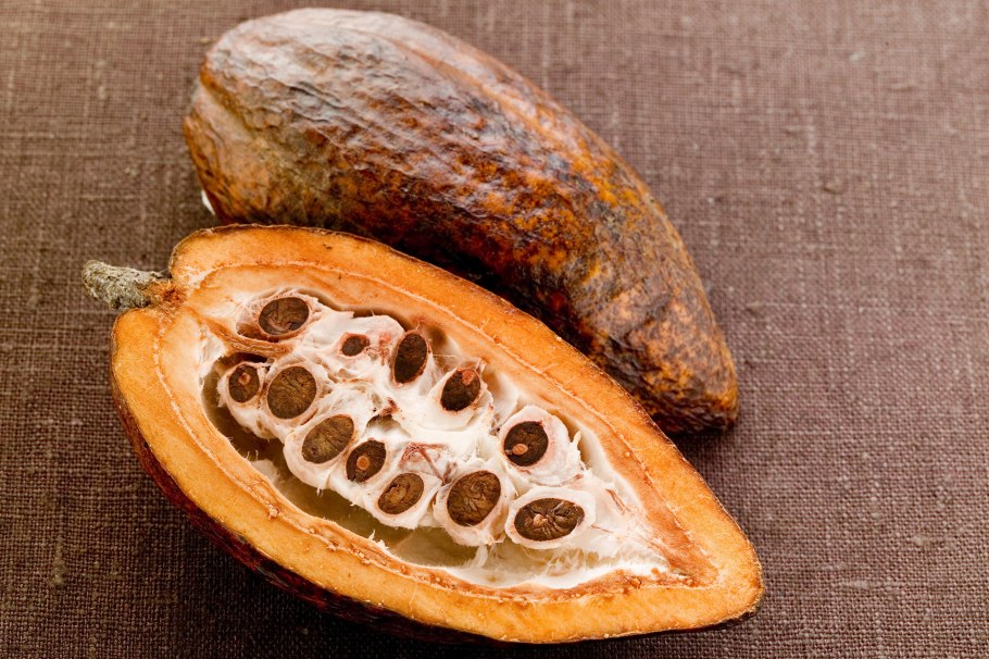 Плоды какао дерева