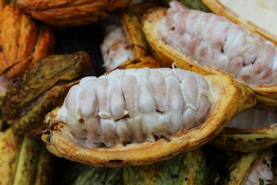 Плод какао в разрезе