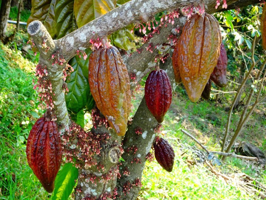 Какао Бразилия