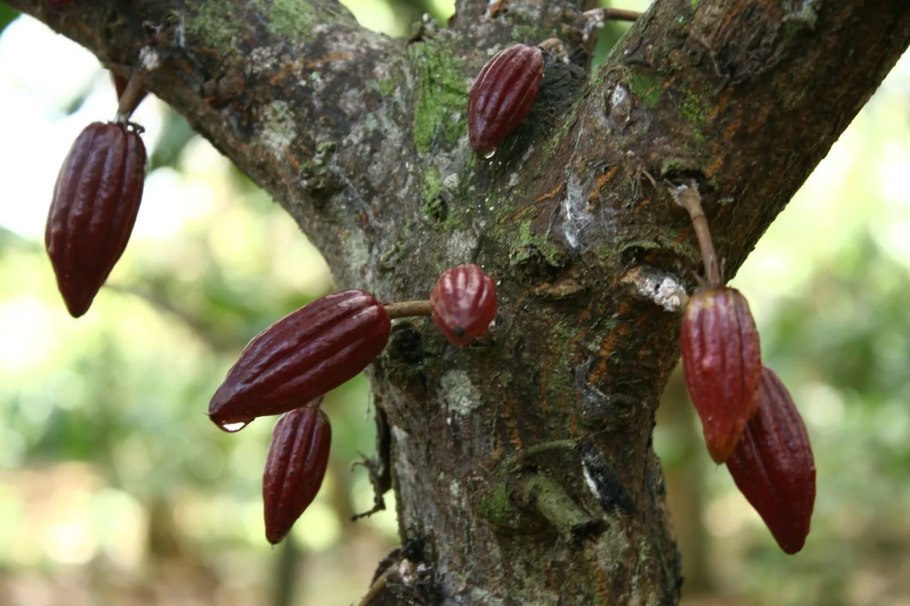 Шоколадное дерево теоброма какао