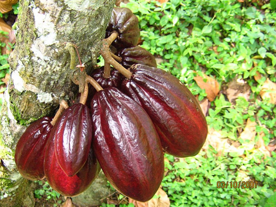 Колумбия какао Бобы