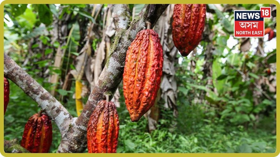 Растения Южной Америки Сельва какао