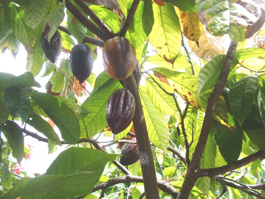 Плоды какао дерева