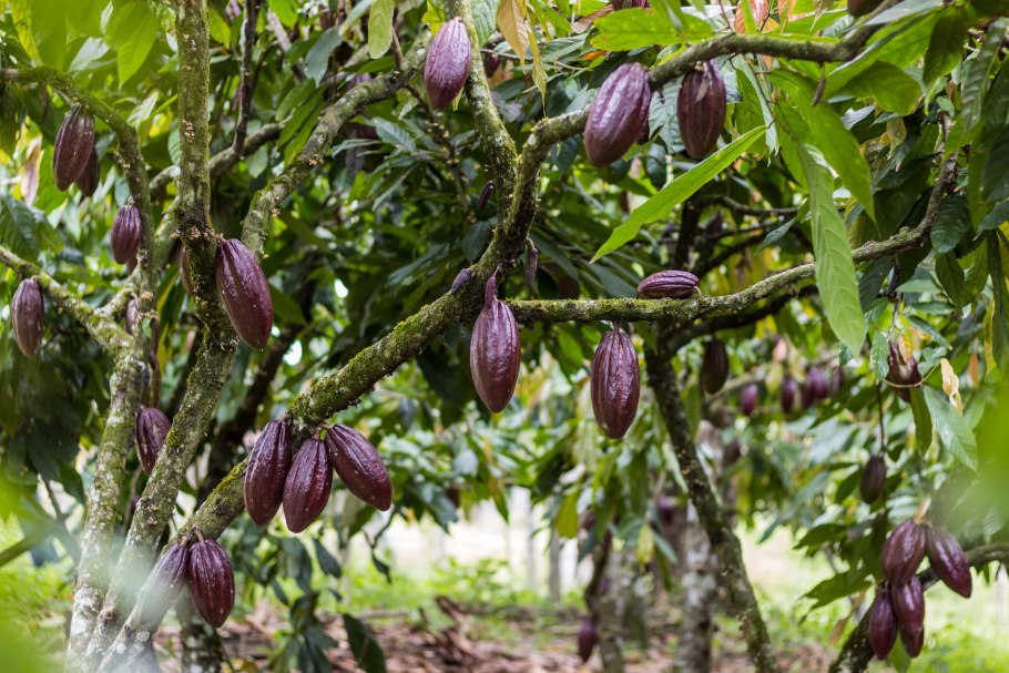 Шоколадное дерево какао