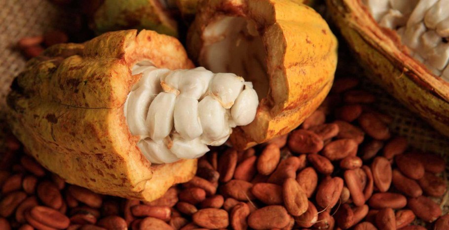 Сырые плоды какао