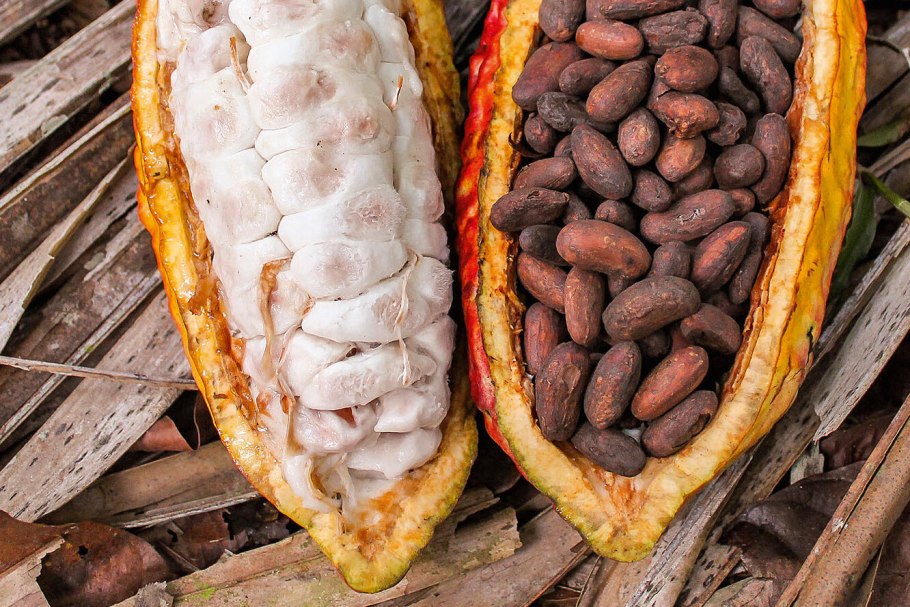 Какао в Южной Америке