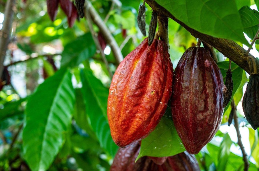 Какао (Theobroma Cacao)