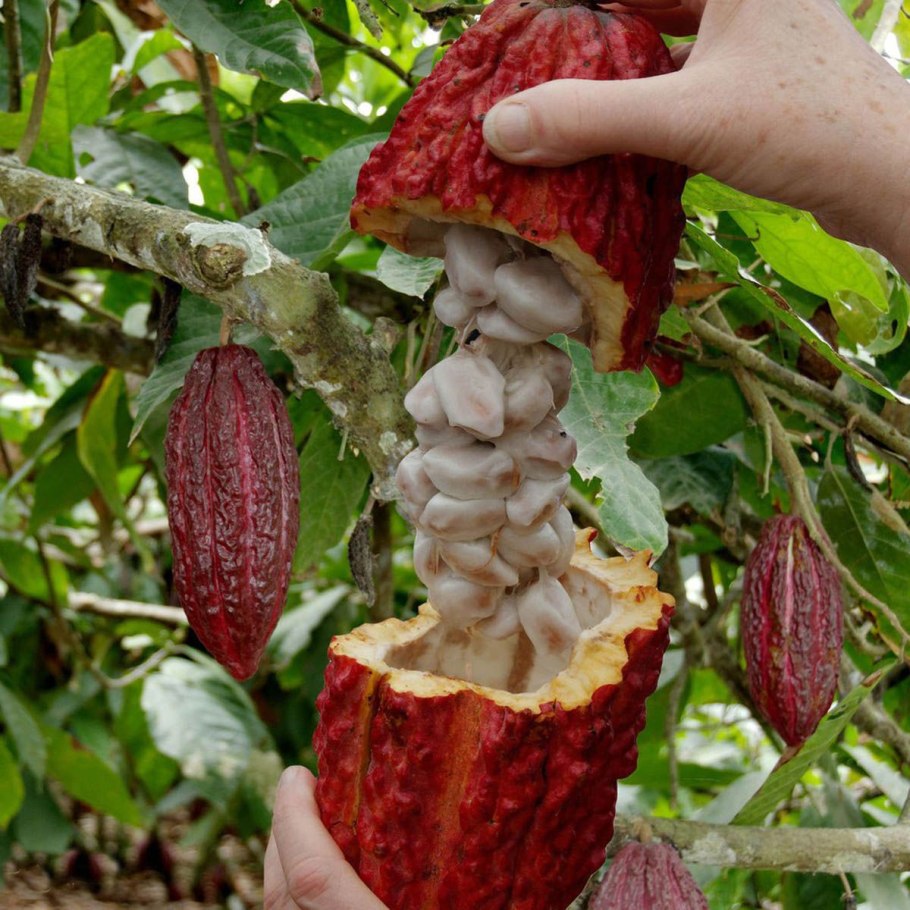 Шоколадное дерево (Theobroma Cacao)
