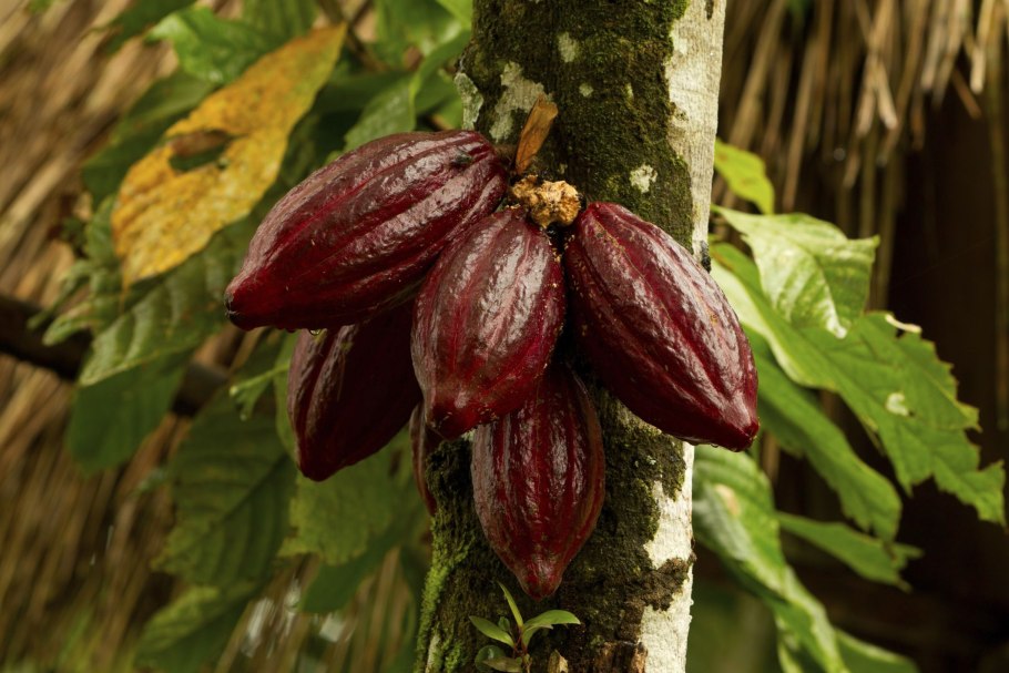 Theobroma Cacao дерево