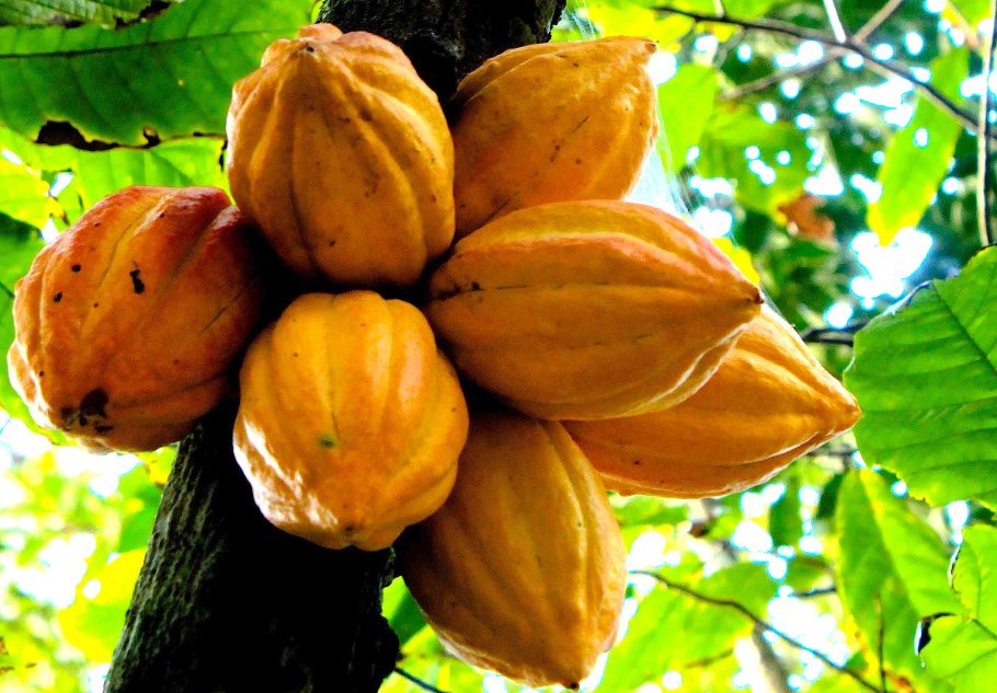 Какао (Theobroma Cacao)